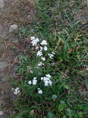 Achillea millefolium
