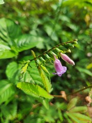 Asystasia dalzelliana, photograph (c) deepachandran, some rights reserved (CC BY-SA)
