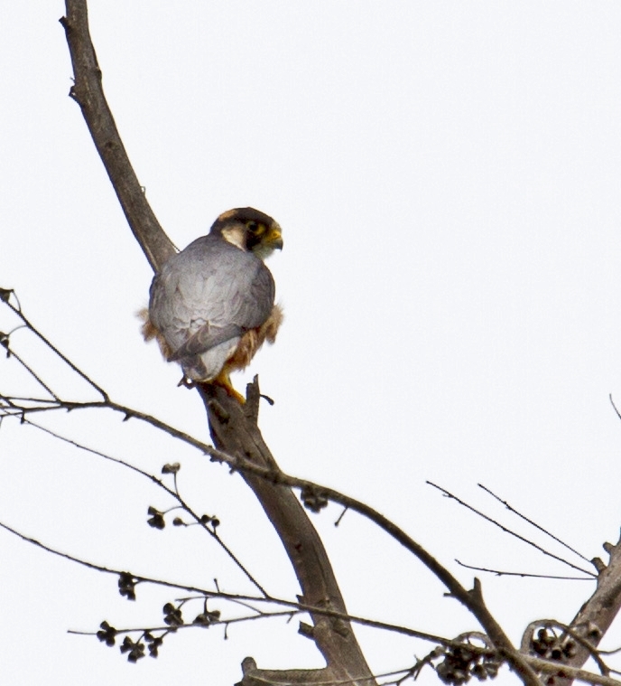 Taita Falcon (Falco fasciinucha), photo 2