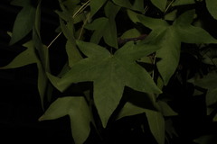 Liquidambar orientalis