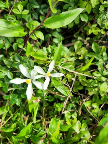 Goanese Ipecac (Naregamia alata)