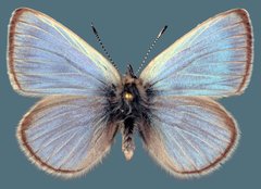 Glaucopsyche lygdamus oro