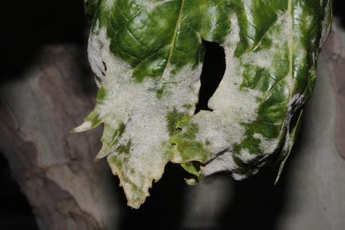 Sycamore Powdery Mildew
