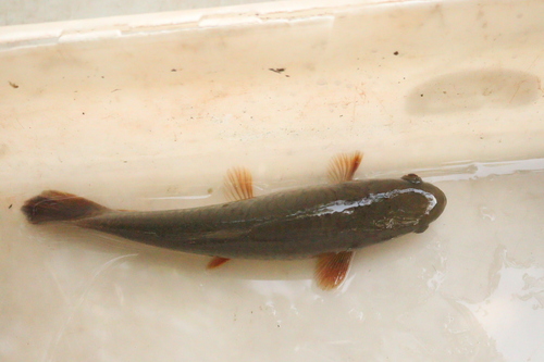 Aimara jeju (Hoplerythrinus unitaeniatus) — Erythrinidae — 4