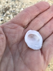 Crepipatella lingulata