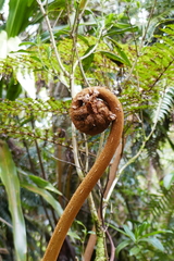 Alsophila celsa