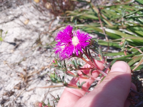 Lampranthus stenopetalus, photograph 2