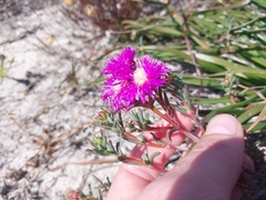 Lampranthus stenopetalus, photograph (c) De Waal Hugo, some rights reserved (CC BY)