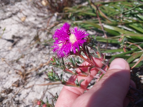 Lampranthus stenopetalus, photograph 3