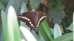 Papilio mackinnoni
