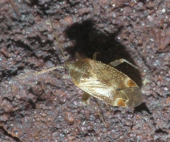 Hamatophylus guttulosus
