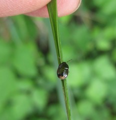 Legnotus limbosus
