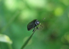 Legnotus limbosus