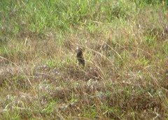 Anthus spragueii