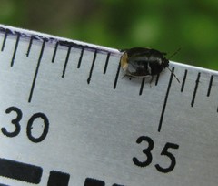 Legnotus limbosus