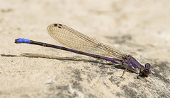Argia emma