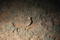 Pedionomus torquatus