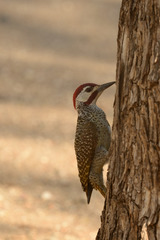 Campethera bennettii