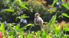 Cisticola hunteri