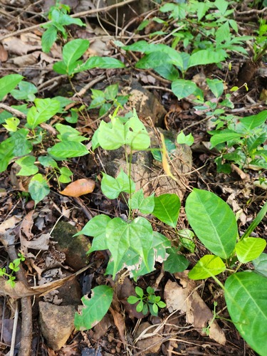 Phanera scandens, 2025-10-05