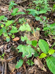 (c) deepachandran, some rights reserved (CC BY-SA) Phanera scandens, photograph (c) deepachandran, some rights reserved (CC BY-SA)