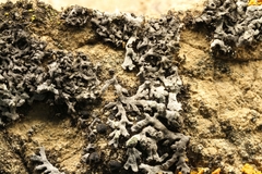 Phaeophyscia sciastra