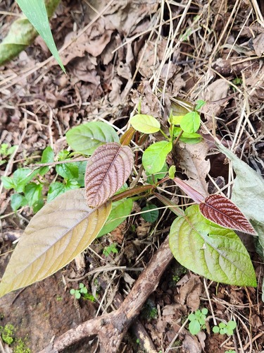 Trefle Gros (Tadehagi triquetrum)