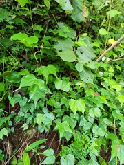 (c) deepachandran, some rights reserved (CC BY-SA) Phanera scandens, photograph (c) deepachandran, some rights reserved (CC BY-SA)