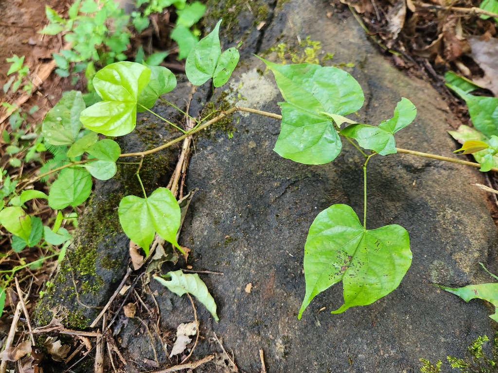 Phanera scandens; photograph (c) deepachandran, some rights reserved (CC BY-SA)