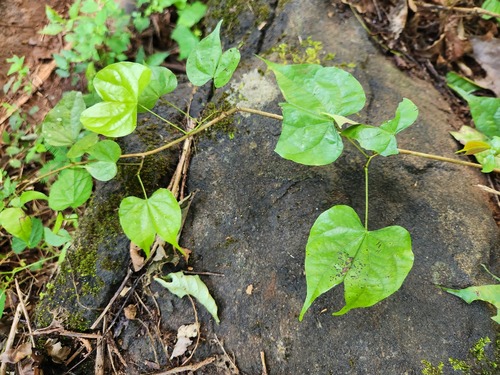 Phanera scandens, 2025-10-05