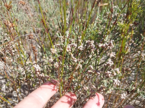 Candyfloss Heath (Erica plumosa)