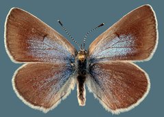 Glaucopsyche lygdamus oro