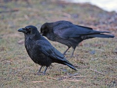 Corvus corone corone