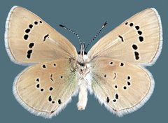 Glaucopsyche lygdamus oro