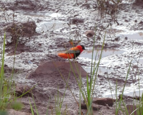 Northern Red Bishop