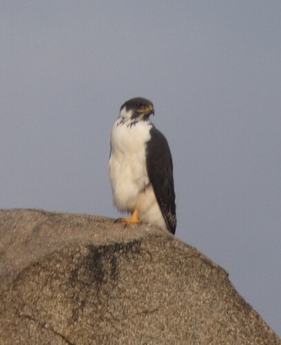 Augur Buzzard