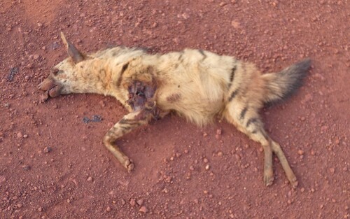 Eastern Aardwolf