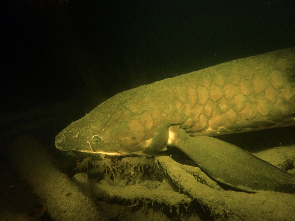 Australian Lungfish