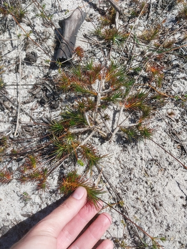 Wire Muggiegrass (Adenogramma rigida)