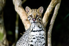 Leopardus pardalis mitis