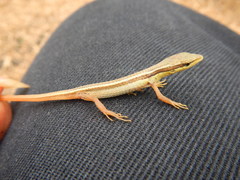 Takydromus sexlineatus sexlineatus