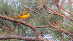 Oriolus chlorocephalus