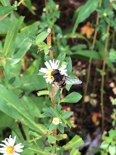 Unknown species found near Suffolk County, US-NY, US