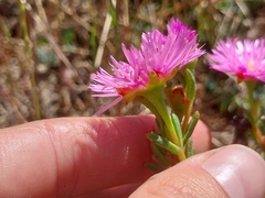Lampranthus stenopetalus