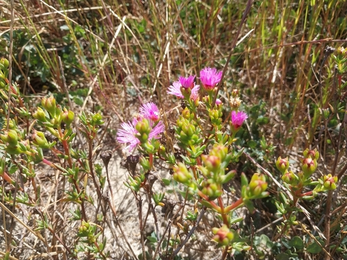 Lampranthus stenopetalus, photograph 1
