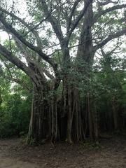 Ficus aurea