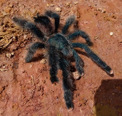 Avicularia avicularia