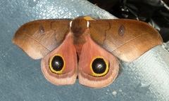 Automeris innoxia