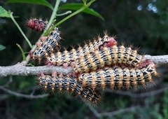 Tagoropsis flavinata