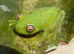 Boana cinerascens
